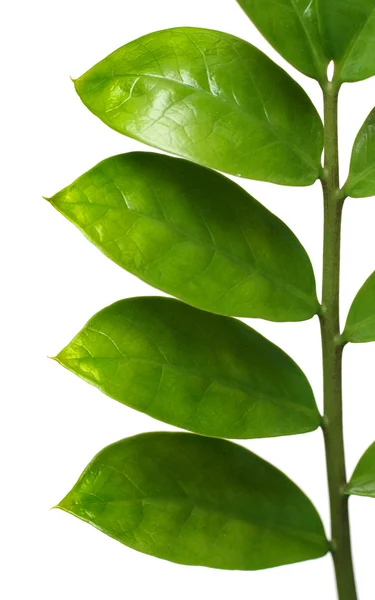 Branch with green leaves — Stock Photo, Image