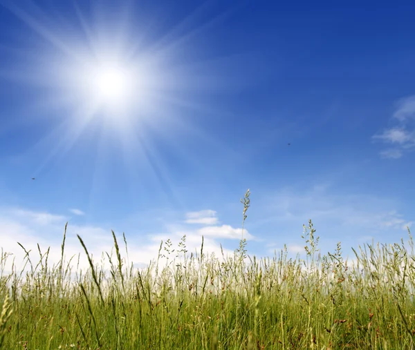 Green grass under blue sky — Stock Photo, Image