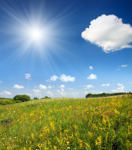 Letni krajobraz z kwitnącą łąką — Zdjęcie stockowe