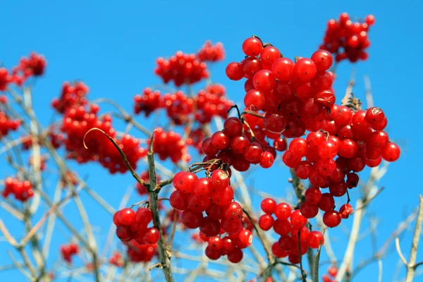 Berryes de árvore de neve — Fotografia de Stock