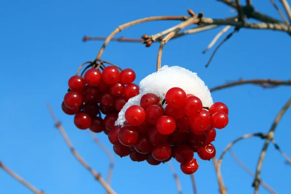 Snowball tree berryes under snow — Stock Photo, Image