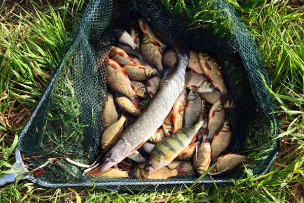 Ryby w podbierak na trawie — Zdjęcie stockowe