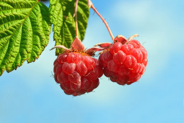 Pair of raspberry — Stock Photo, Image