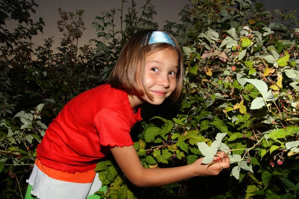 Fun girl picking raspberry — Stock Photo, Image