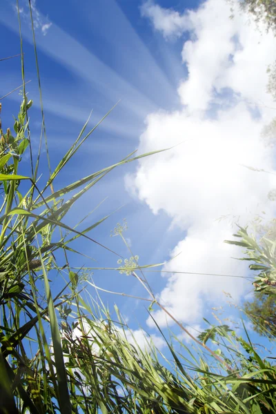 Вид на небо из травы — стоковое фото