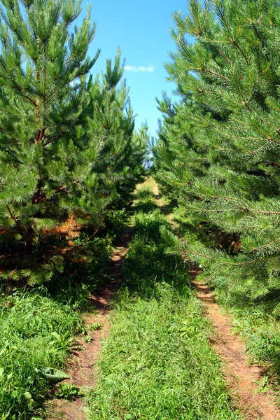 Wiejskiej drodze, w lesie sosnowym — Zdjęcie stockowe
