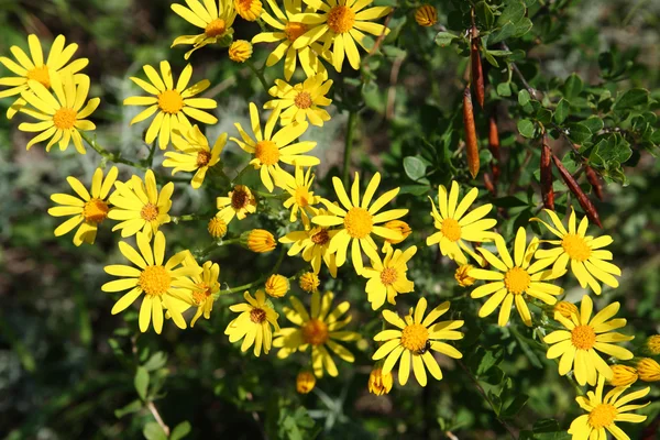 Doronicum 노란 꽃 — 스톡 사진