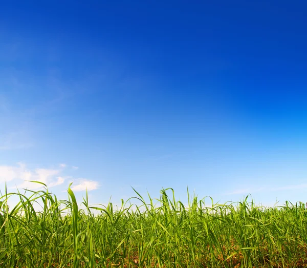 Groen gras onder de blauwe hemel — Stockfoto