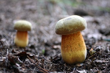 Two inedible toadstool mushrooms clipart