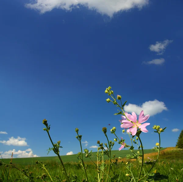 Malva flor silvestre sobre fondo de pradera — Foto de Stock