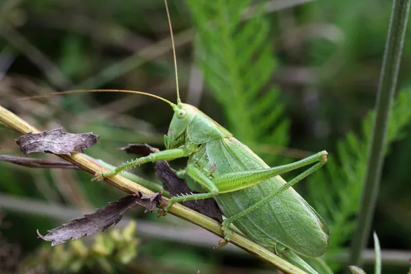 Grasshopper on grass — Stock Photo, Image