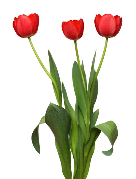 Trois bouquet de tulipes rouges — Photo