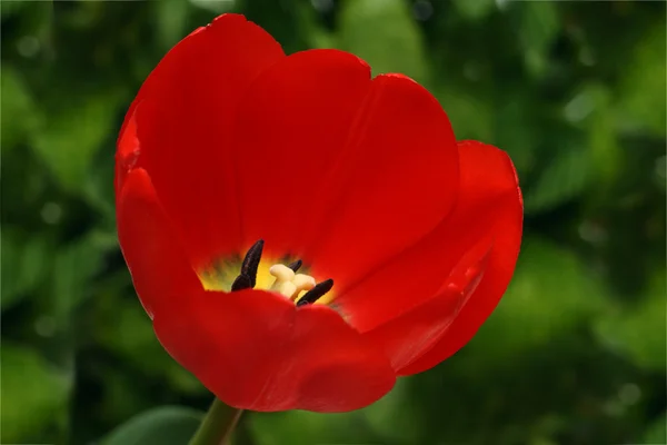 Red tulip on green background — Stock Photo, Image