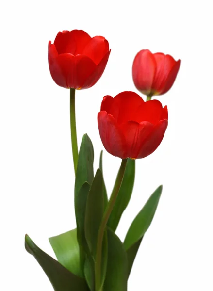 Three red tulip bunch — Stock Photo, Image