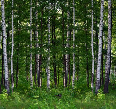 Summer birch forest landscape clipart
