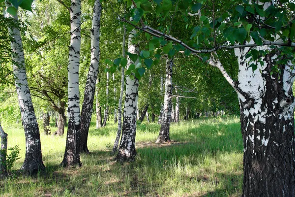 Forêt de bouleaux d'été — Photo