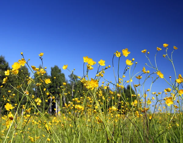 Flores de manteiga no prado de verão — Fotografia de Stock