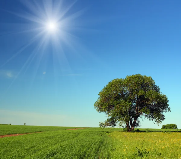 Één boom in zomer veld — Stockfoto