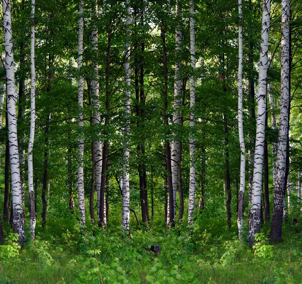 Verão vidoeiro paisagem florestal — Fotografia de Stock