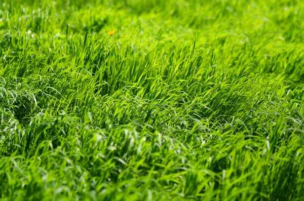Grönt gräs Stockbild
