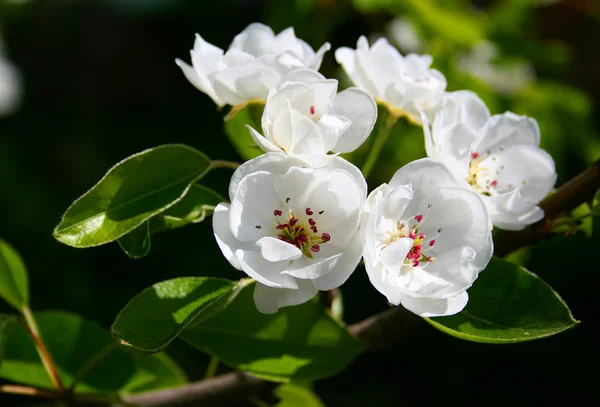 Appelboom bloemen Rechtenvrije Stockafbeeldingen