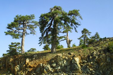 Troodos Dağları