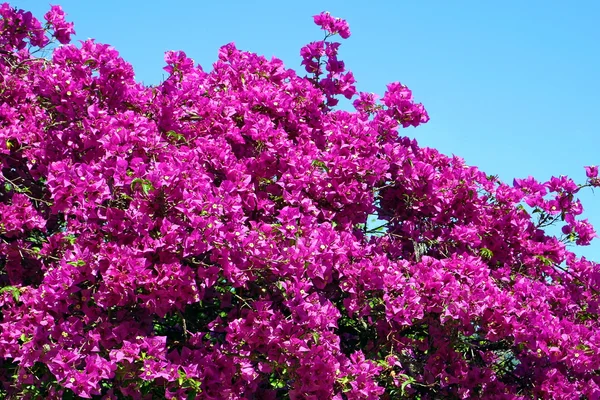 부겐빌레아 꽃의 부시 — 스톡 사진