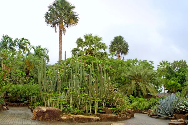 Tropical garden — Stock Photo, Image