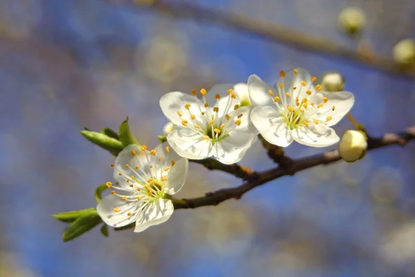 Fioritura di ciliegie in primavera — Foto Stock