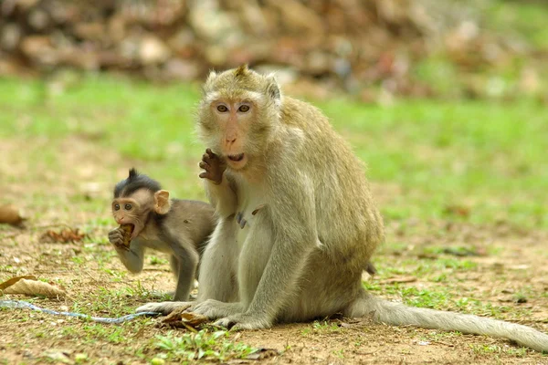 Opice v Kambodži — Stock fotografie