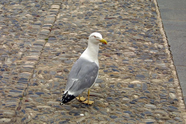 Mediterranean seagull — Stock Photo, Image