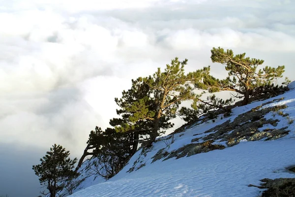 Pine-trees above the clouds — Stock Photo, Image