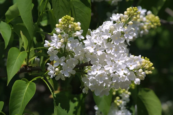 Lilás branco — Fotografia de Stock