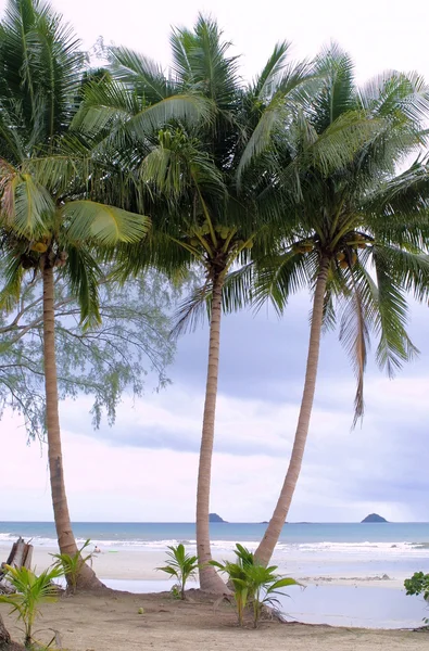 Kokospalmen op het strand — Stockfoto