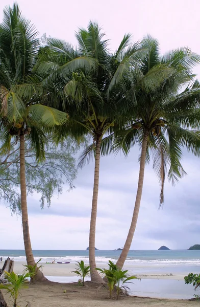 海滩上的椰子树 — 图库照片