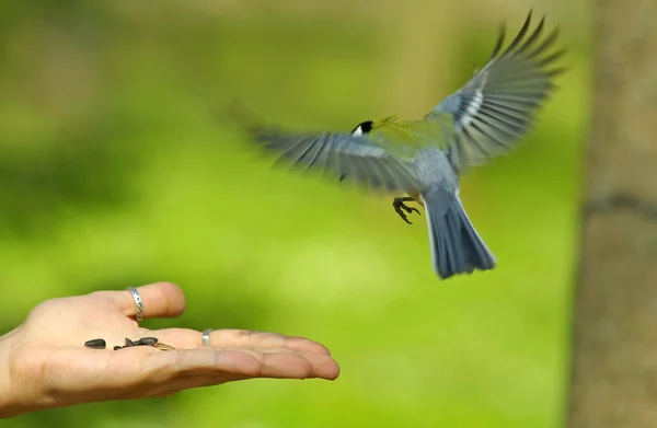 stock image Bird flying to the hand with a seeds