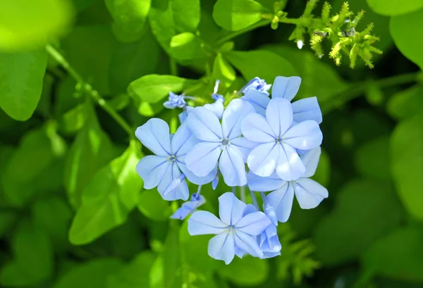 Hafif mavi çiçekler — Stok fotoğraf