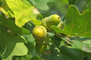 Acorns on the oak-tree clipart