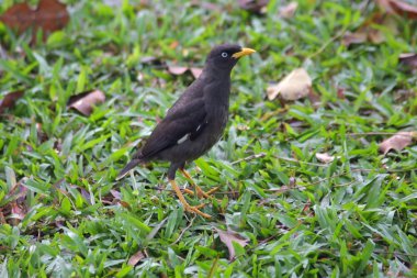 Cava myna kuş