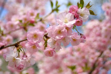 Bahar sakura çiçeği