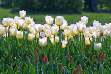 White tulips clipart