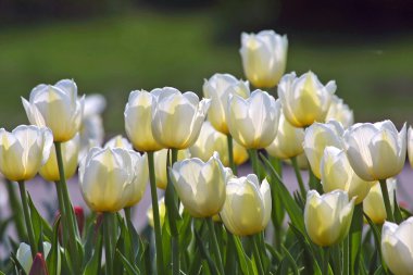 White tulips clipart