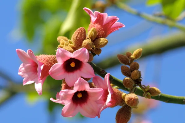Yumuşak pembe çiçekler — Stok fotoğraf