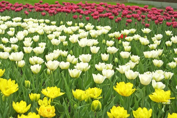 Weiße, gelbe und violette Tulpen — Stockfoto
