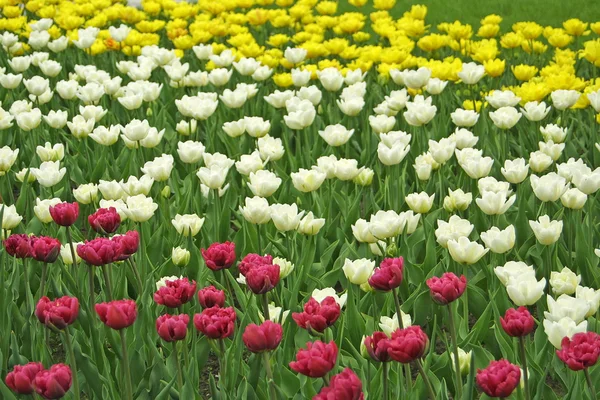 White, yellow and violet tulips — Stock Photo, Image