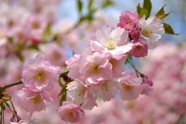 Frühlingssakura-Blüte — Stockfoto