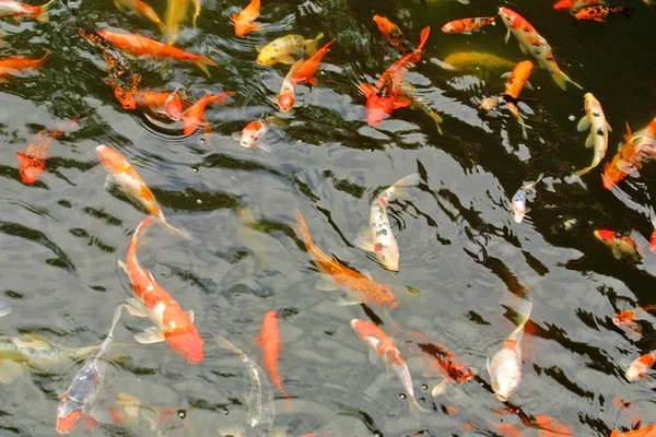 stock image School of giant goldfish