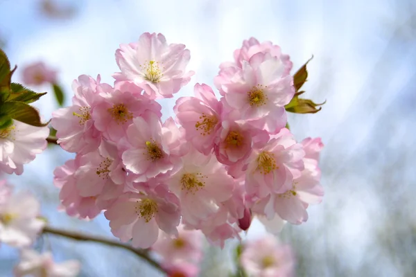 Sakura blossom — Stock Photo, Image