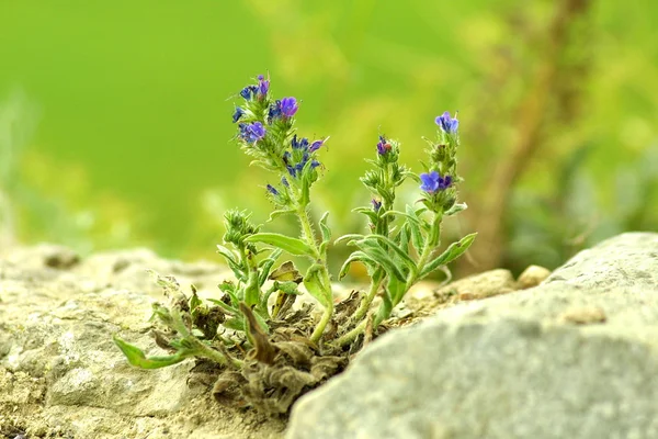 Flowers among grey stones — Stock Photo, Image