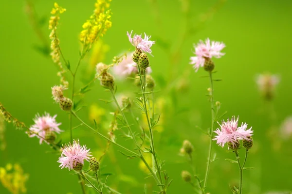 stock image Summer flowers